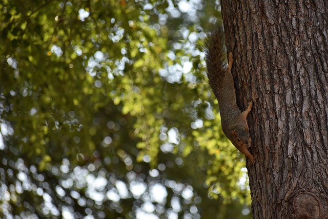 能忽略篮球 能忽略篮球