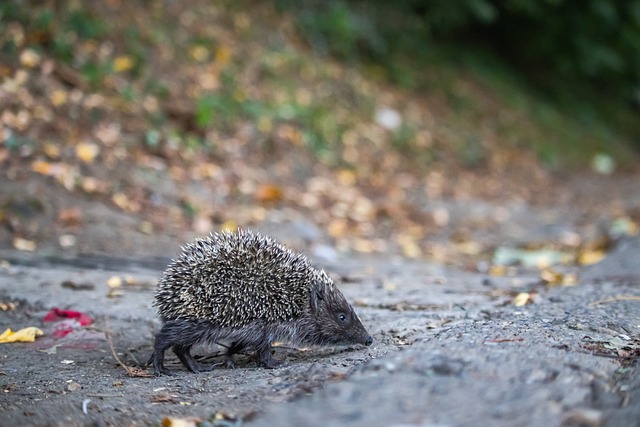 不仅获得了 不仅获得了